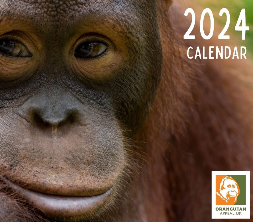 Shop orangutan merchandise and gifts Orangutan Appeal UK