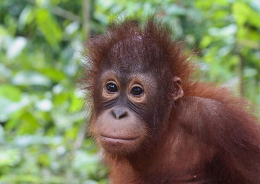 Young female Bornean orangutan in the rainforest