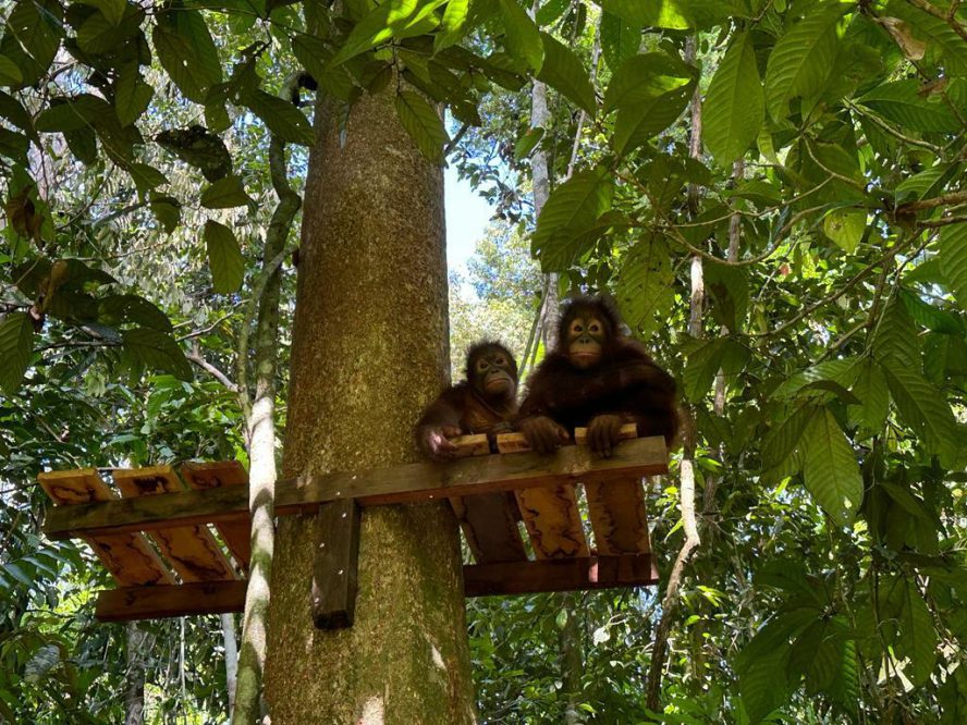 Two orangutans sat on top of a new wooden platform in the trees.