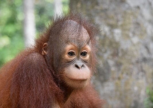 Young male orangutan.
