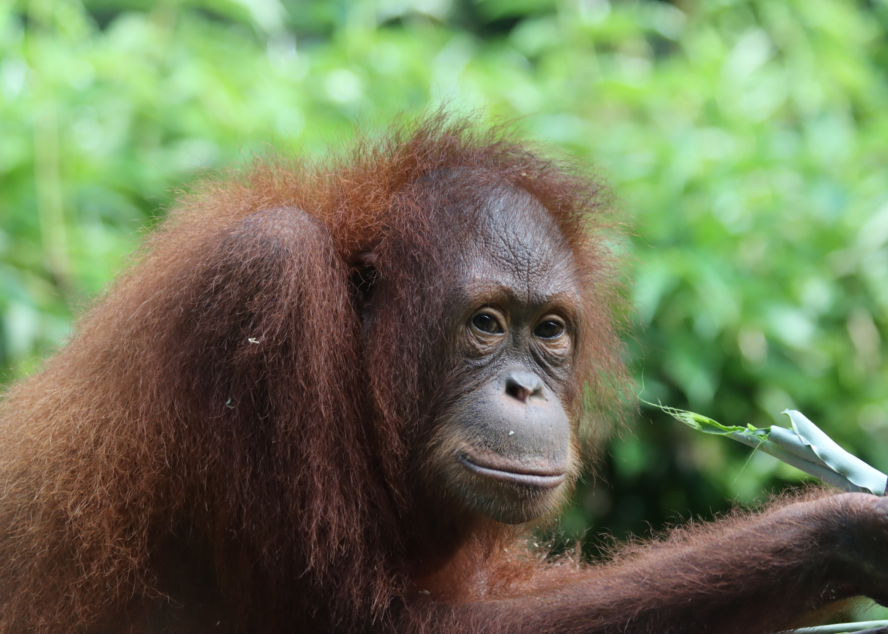 Nami Thoughtful renew 1 Feb Aug 25