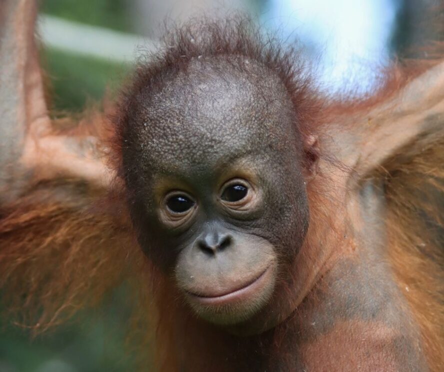 Young male Bornean orangutan