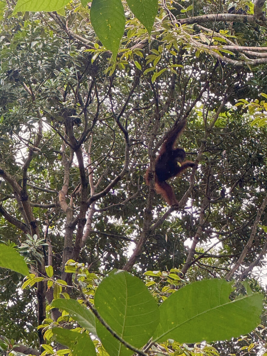 Orangutan Rescue Stranded Orchard