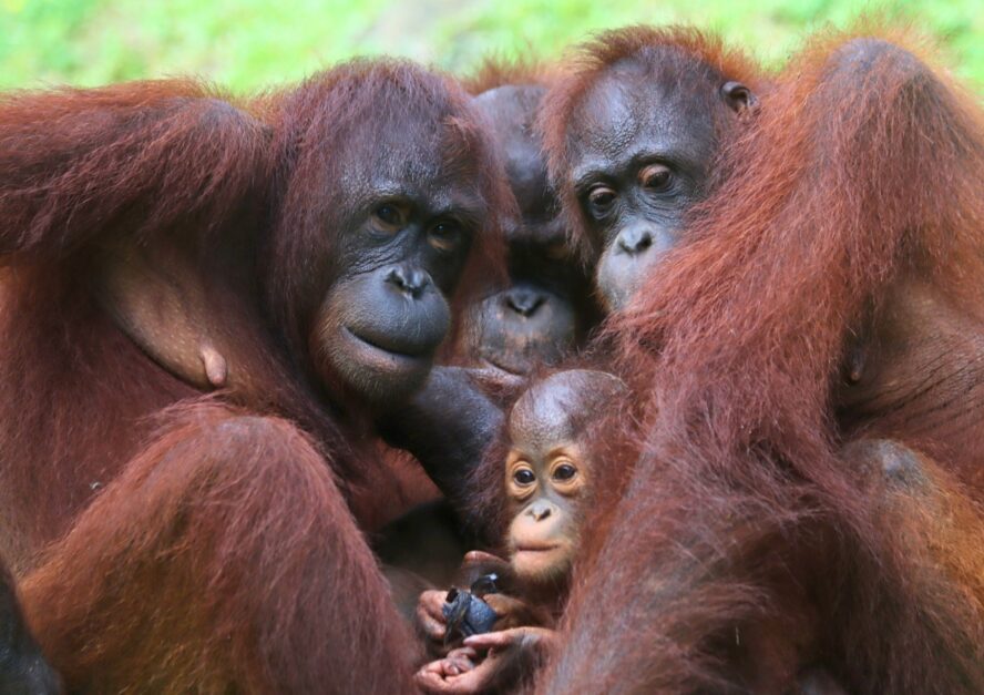 Ospie, Koko, Cerah and Wulan