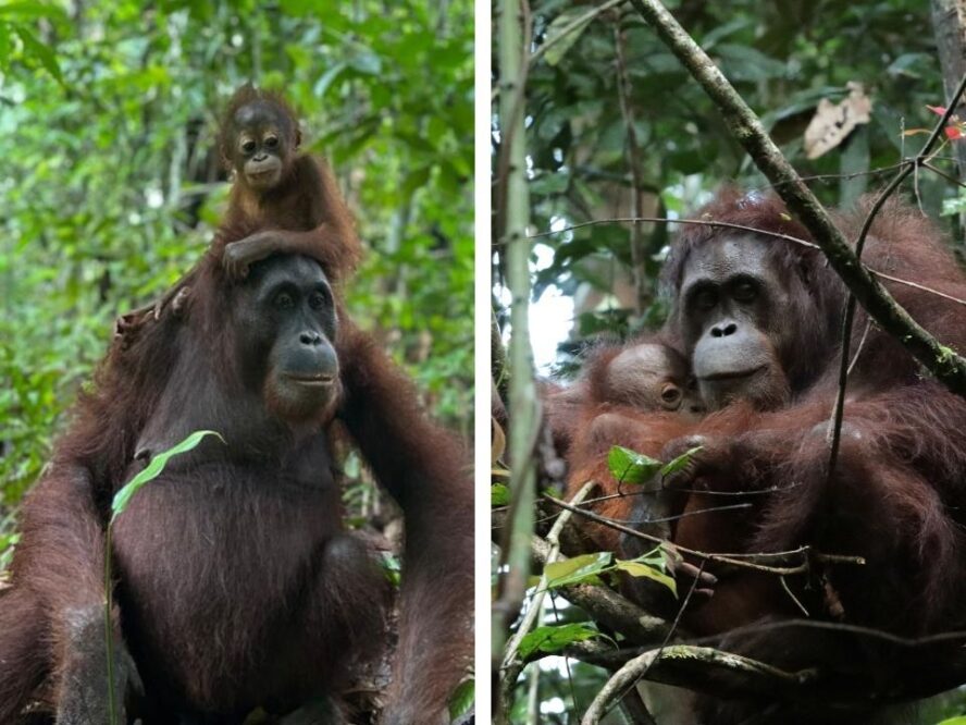 Otan and Eyos, two orangutans reintroduced to Tabin Wildlife Reserve in 2012, pictured with their infants in the wild 14 years later.