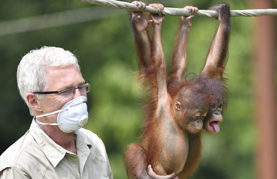 Paul O Grady with two infant orangutans Orangutan Appeal UK