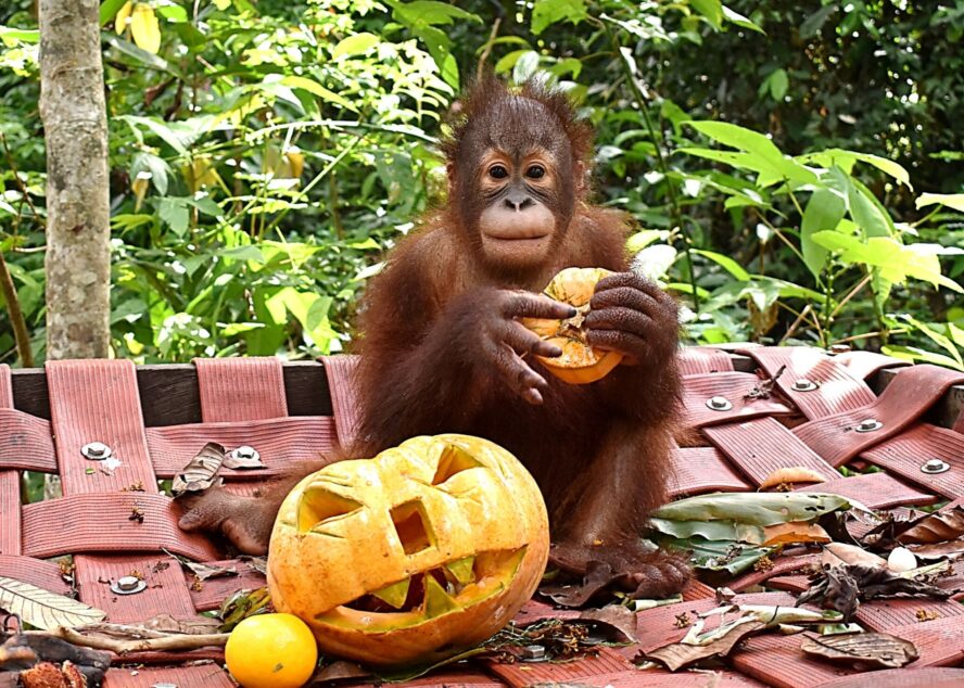 An orangutan eating a pumpkin with a carved Halloween pumpkin in front of them.