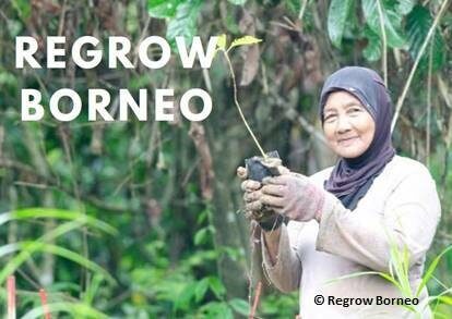 Regrow Borneo.