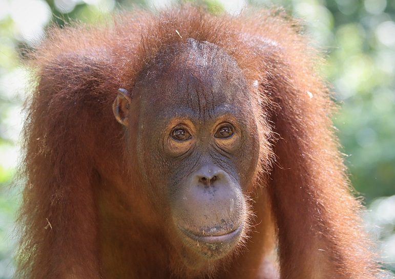 A older male orangutan staring at the camrea.