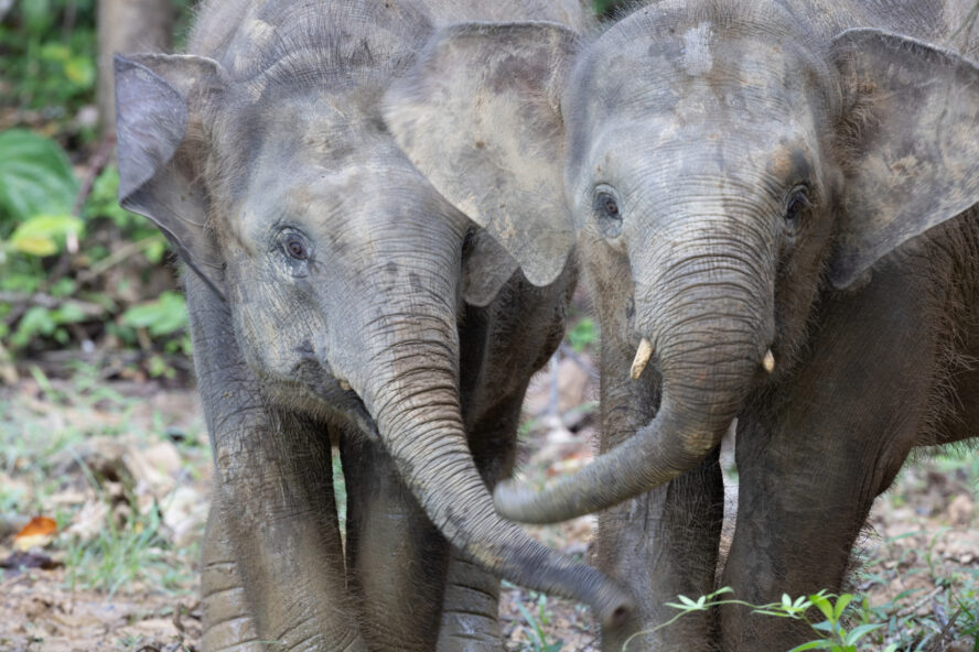 Two juvenile elephants using their trunks to hold each other in the Borneo rainforest.