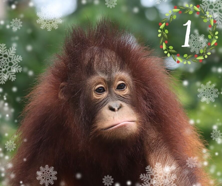 Photo of Hujan the orangutan with graphics of snow and the number 1 over layed on the photo