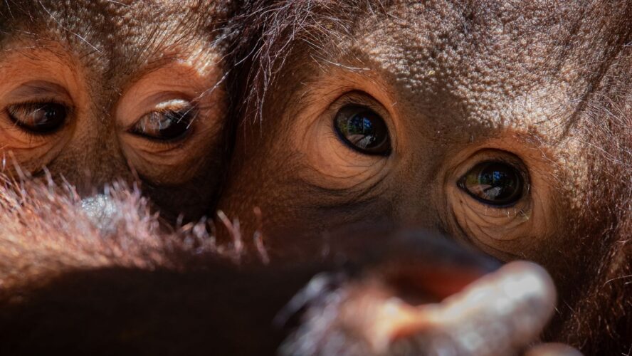 Orangutan eyes up close.
