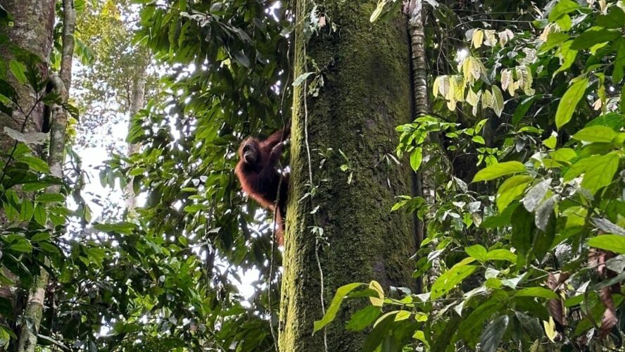 Wild orangutan in tree