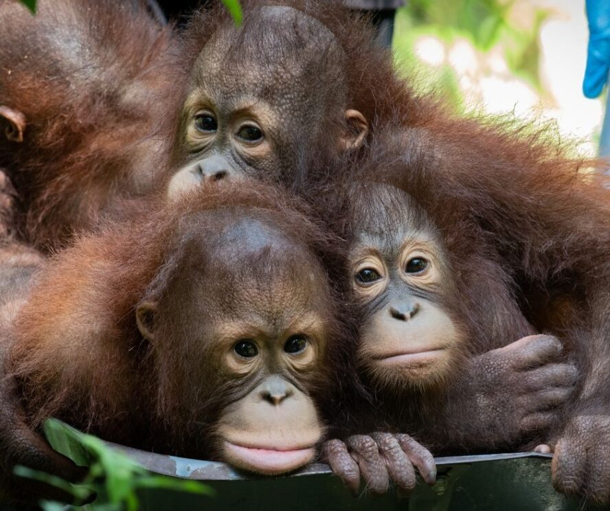 Orangutans in a wheelbarrow