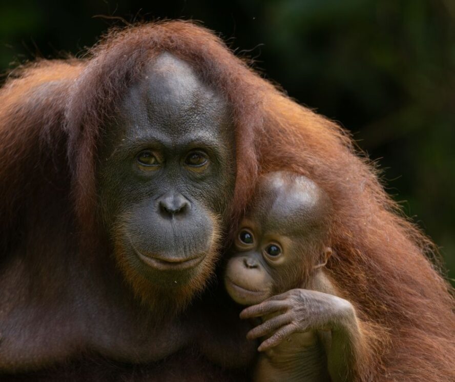 A female orangutan with her infant in her arms in the rainforest