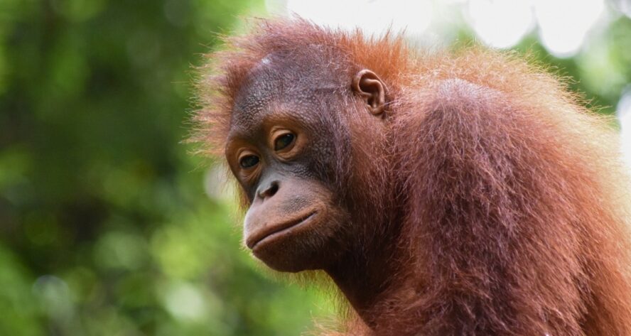 Archie orangutan rehabilitation
