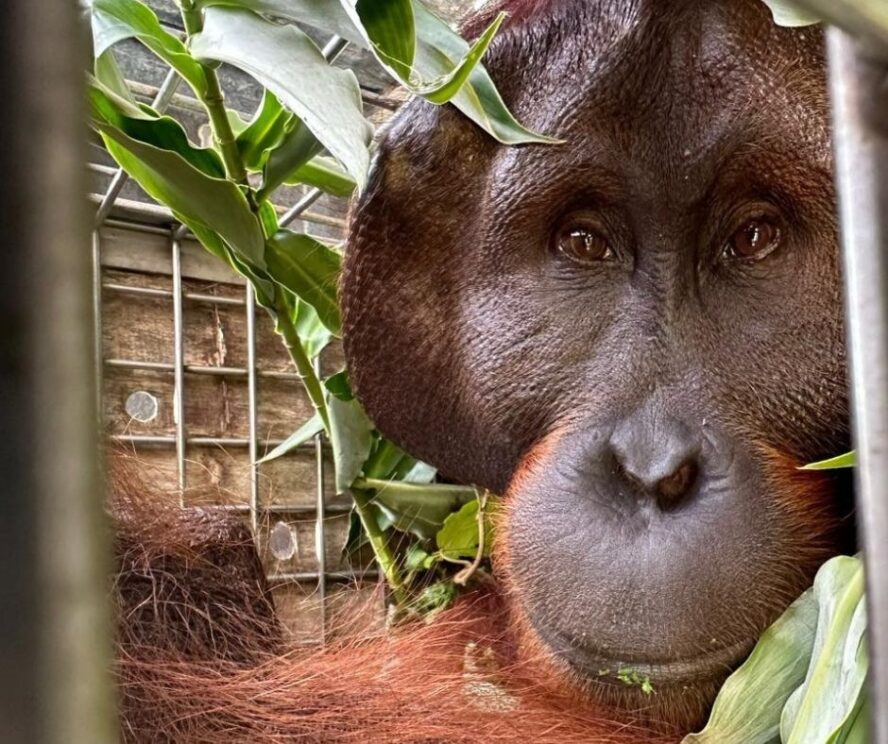 Adult male orangutan in a moving crate surrounded by leaves looking towards camera through the metal bars of the crate