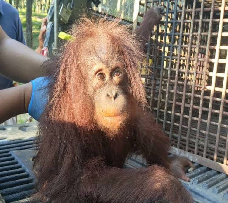Young male orangutan rescued from plantation.