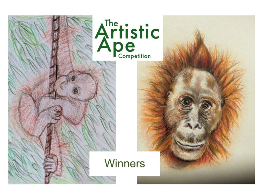 Two drawings of orangutans.