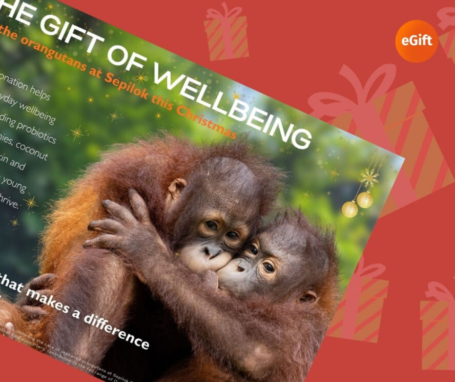 Wellbeing