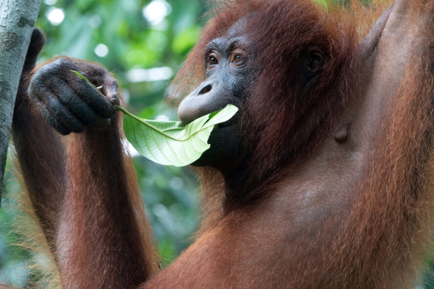 Wulan the female orangutan eating a leaf