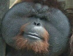 world’s first cataract operation on a orangutan - large flanged male orangutans face before cataract operation.