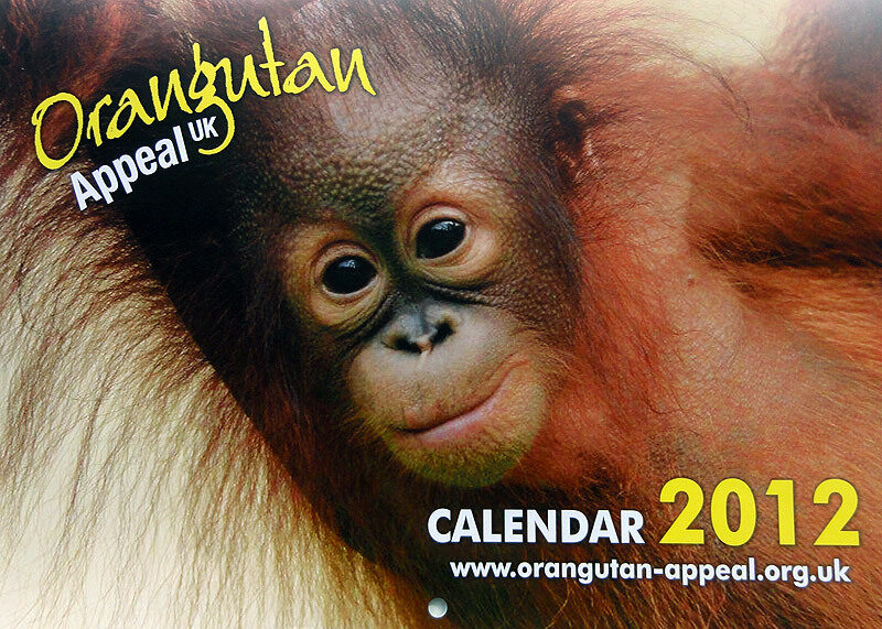 2012 orangutan calander showing close up of a infant orangutan with the words Orangutan Appeal UK above its face and the words Calendar 2012 www.orangutan-appeal.org.uk under it.
