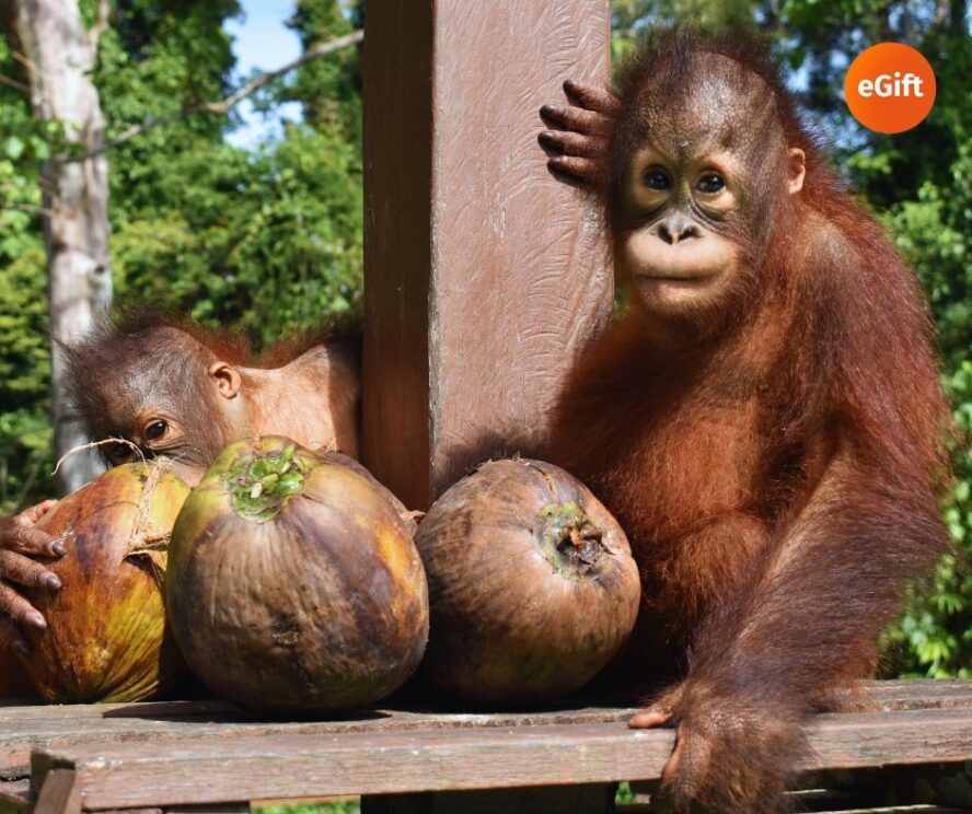 Coconuts