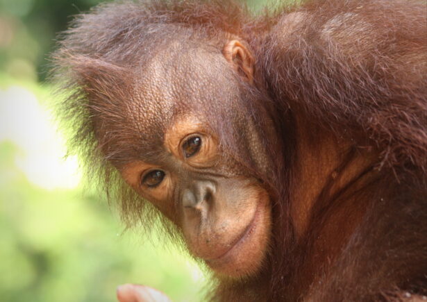 Young female orangutan.