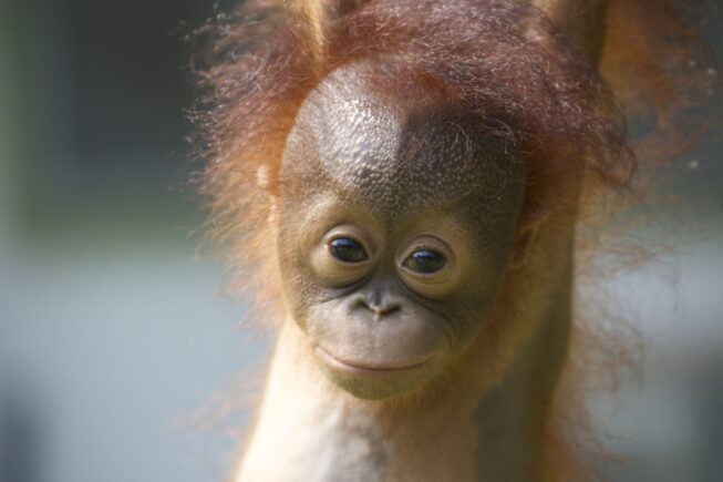 A baby orangutan called Archie looking into the camera and smiling at Sepilok orangutan Rehabilitation Centre