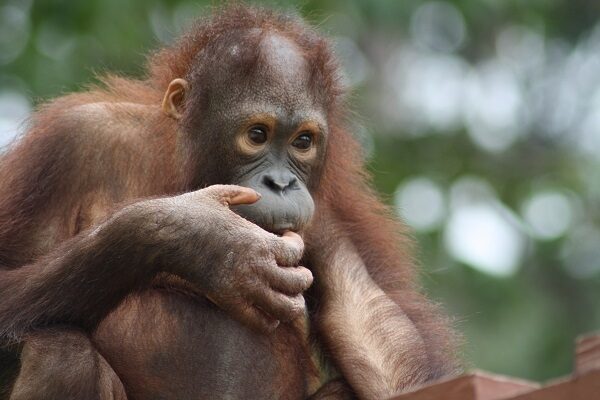 Rehabilitated orangutan gets released into the wild.