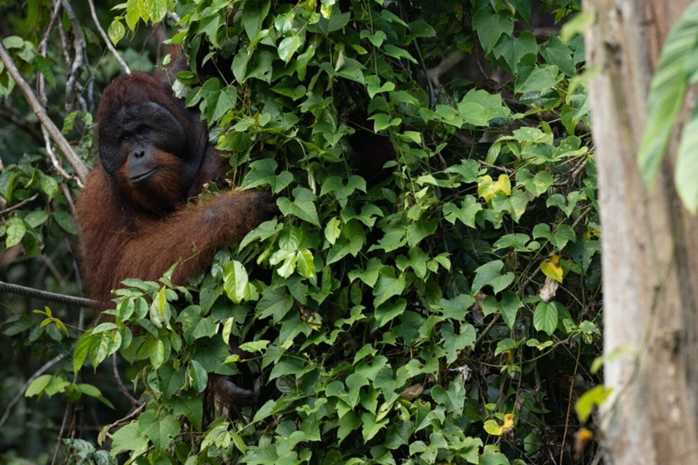 Solitary dominant male orangutan